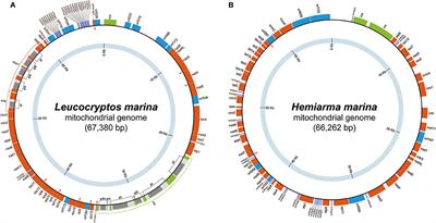 Mitochondrial Genomes of Hemiarma marina and Leucocryptos marina Revised the Evolution of Cytochrome c Maturation in Cryptista